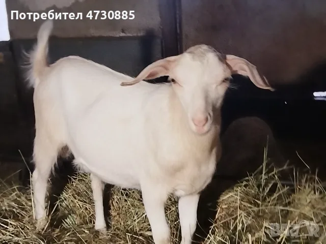 Продавам пръчле за разплод порода БМК и саанска кръстоска 