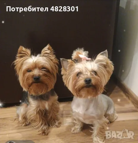 куче Йоркшир териер , снимка 2 - Йоркширски териер - 55565004