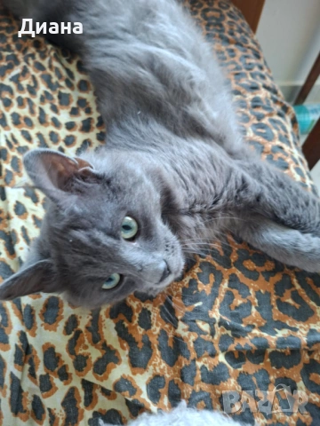 Британска дългокосместа принцеса, снимка 2 - Британска късокосместа - 54340035