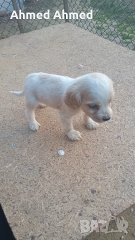 Бретон+кокер