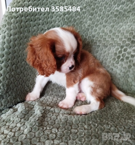 Кавалер Кинг Чарлз шпаньол, снимка 6 - Кавалер кинг чарлз шпаньол - 54469770