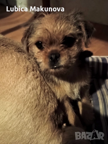 Продавам кученце на 3 месеца., снимка 2 - Други - 54016459