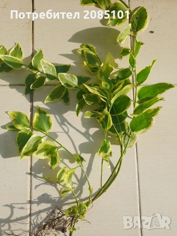 Пъстра зеленика Vinca major Variegata