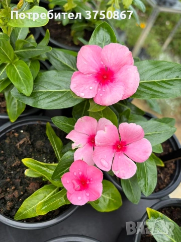 🌸🩷🌸 Каскадна винка (Vinca Darling Cascade Strawberry), снимка 2 - Градински цветя и растения - 54980278