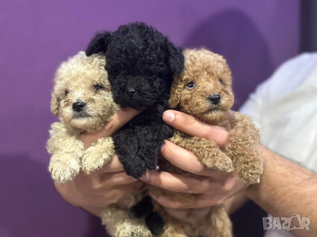 Пудел той , снимка 3 - Пудели - 54160011