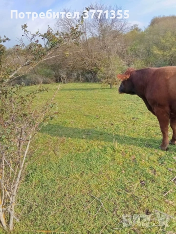 Продавам мъжки телета за клане, снимка 4 - Крави - 54305766