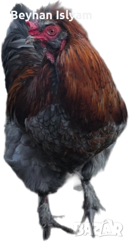 Продават се