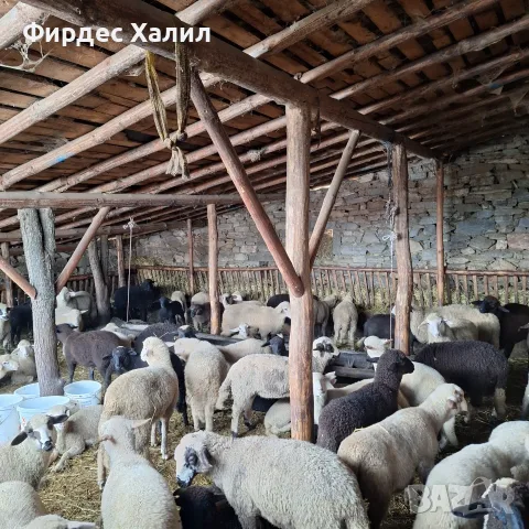Продавам агнета, снимка 4 - Овце - 55700171