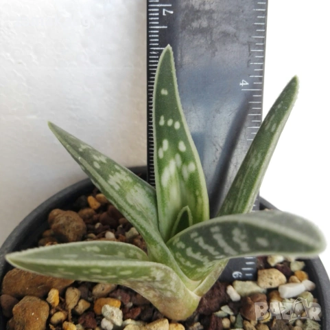 Гастералое (Gasteraloe sp.), сукулентно растение