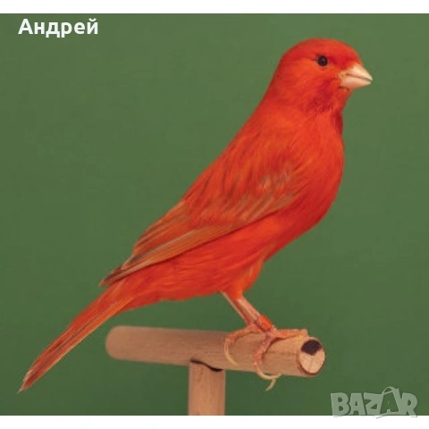 Видове канари , снимка 5 - Канари - 54422249