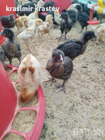 пилета, носачки, снимка 2 - Кокошки и пуйки - 52823505