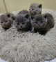 чистокръвни британчета , снимка 3