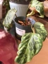 Philodendron Gloriosum Snow Leopard (rare), снимка 1
