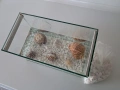 Аквариум 30×20×15, снимка 1