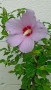 hibiscus syriacus дървовидна ружа , снимка 2