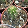 Кактус Chamaecereus hyb cv. Inca Sunset, снимка 4