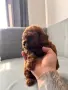 Podlle Toy Пудел Той , снимка 6