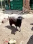 Продавам коч на година и половина , снимка 2