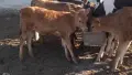продавам теле жарсе , снимка 1