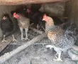 Свободни  петли, снимка 3
