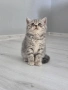 Британски късокосмести котета , снимка 1