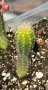 Кактус Chamaecereus Hybrid оранжев , снимка 5