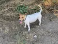 Джак ръсел териер мини, снимка 7