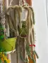 Кактус Cleistocactus colademononis , снимка 1