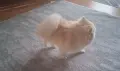 Куче Бял Померан , снимка 3