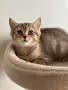 Шотландско котенце, снимка 2
