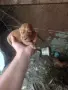 Продават се спещно, снимка 3