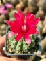 Кактус Gymnocalycium Baldianum цикламен цъфтеж уникално красив и голям цъфток , снимка 3