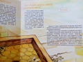 Детска картонена книжка с капачета голям формат Пчелите Загадките на природата, снимка 7