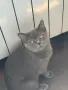 Британски / шотландски котенца , снимка 8