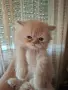 Уникални персийски котенца , снимка 11