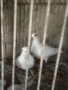 Продавам гълъби, снимка 16