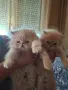 Уникални персийски котенца , снимка 2