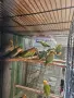 розовобузи неразделки , снимка 6