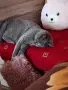 Продавам женска синя британска късокосместа котка , снимка 7