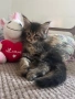 Котенца Мейн Куун, снимка 6