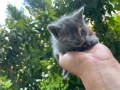 Котенца, снимка 2