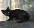 Подаряват се малки котенца, снимка 3