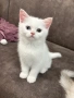 Британски котета | Британки | Късокосмести, снимка 2
