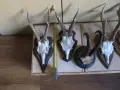 ловен трофей - рога от сръндак с поставка - лот 4 бр + 1бр. дива коза, снимка 5