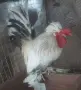Продавам Бреговски Джинки  Чифтове и Петлета , снимка 7