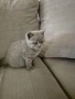 Продажба на британски котенца, снимка 4