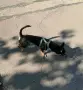 Подарявам Блеки 🥰, снимка 3