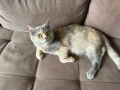 Британска късо космата, снимка 8