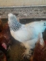 Продавам кокошки, снимка 1