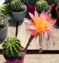 Цъфтящи Кактуси Echinopsis Hybrid омбре преливащи се цветове , снимка 8
